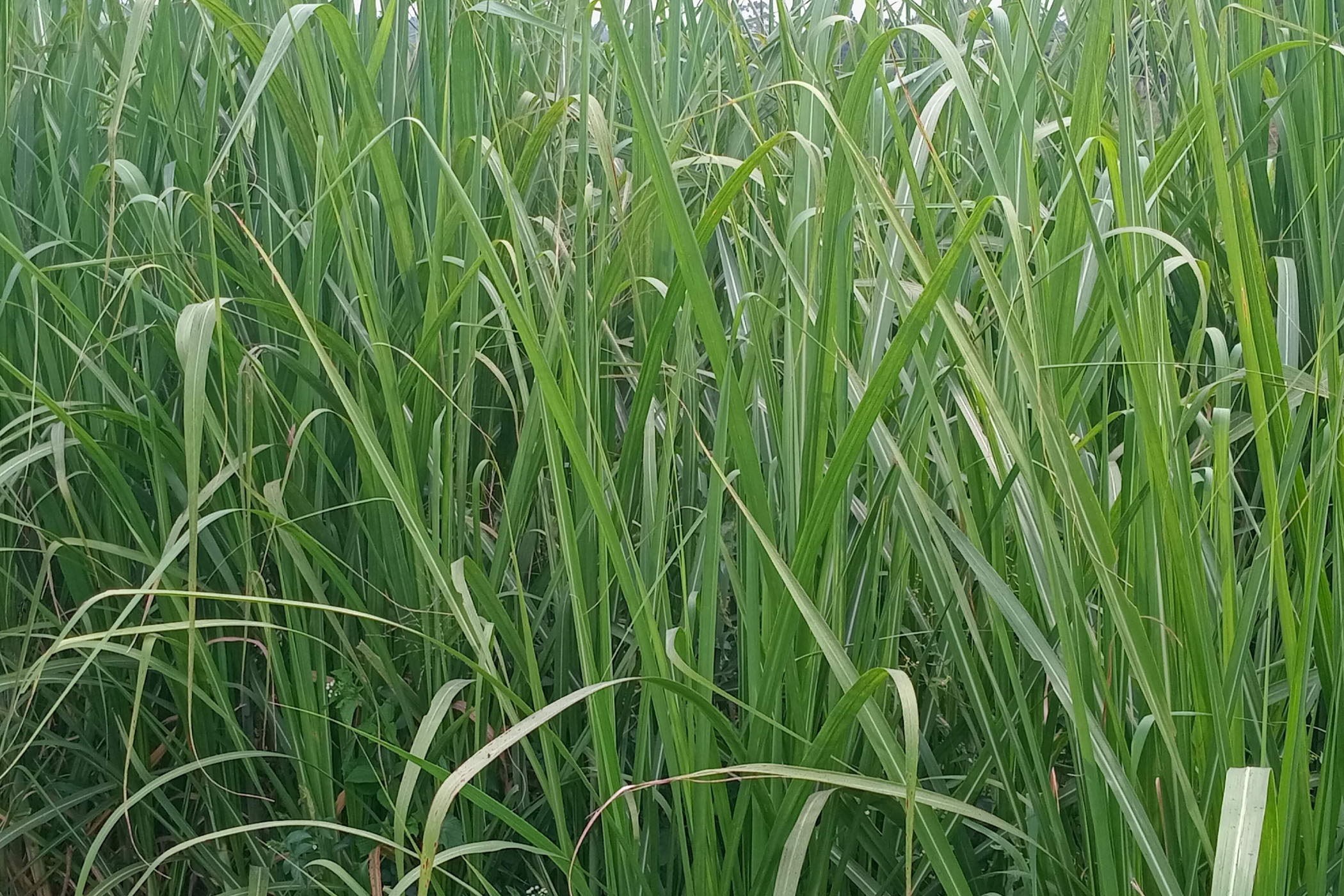 Natural Kenyan Sweetness